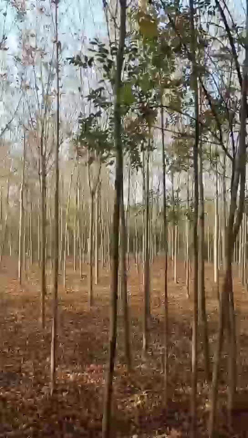 精品法桐树，通货法桐树供应各种绿化树，承接绿化工程项目