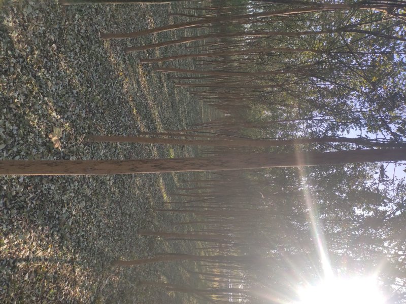 精品法桐树，通货法桐树供应各种绿化树，承接绿化工程项目
