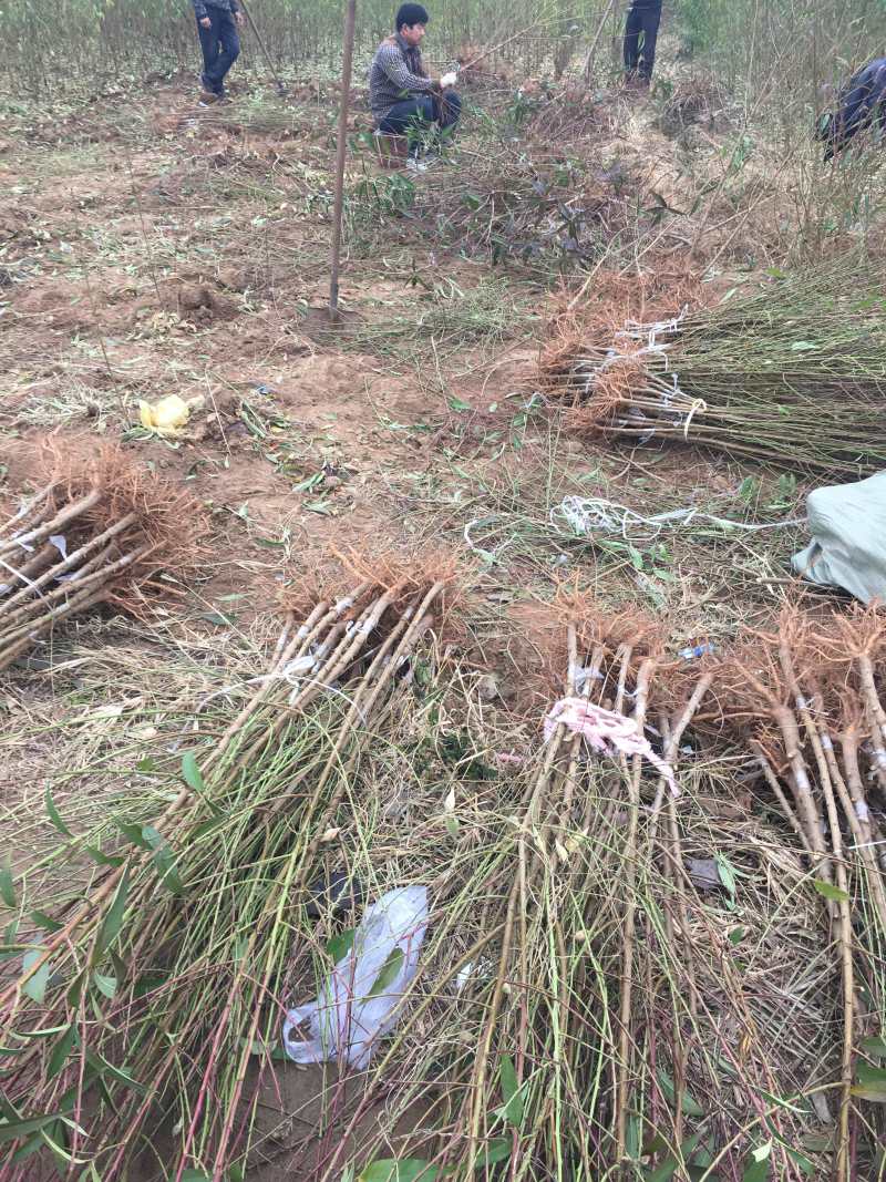 毛桃苗1年生多年生大量供应，也可定向嫁接