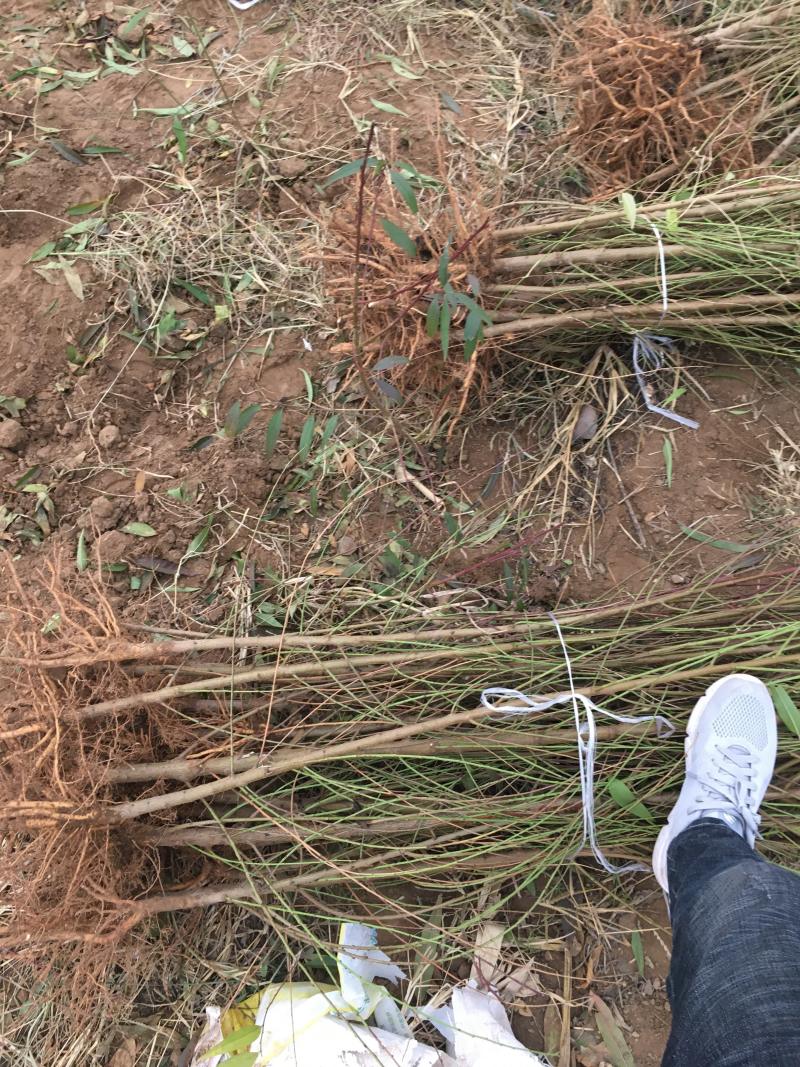 毛桃苗1年生多年生大量供应，也可定向嫁接