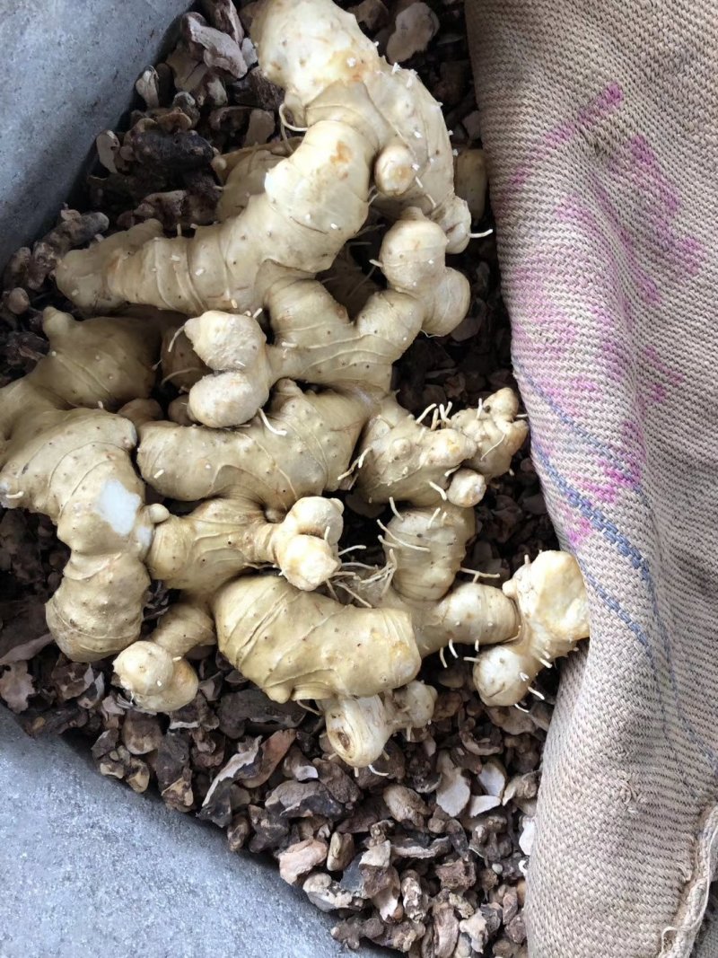 黄精片