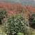 苗圃直供50-150公分红叶石楠球
