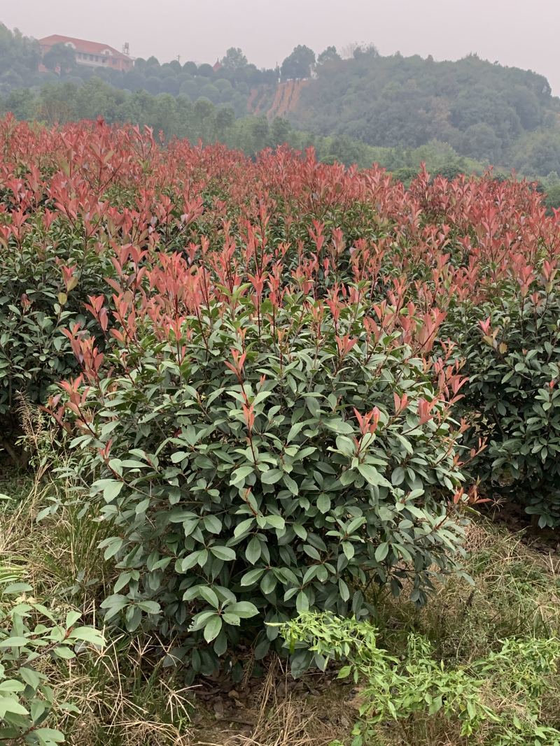 苗圃直供50-150公分红叶石楠球