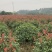 苗圃直供50-150公分红叶石楠球