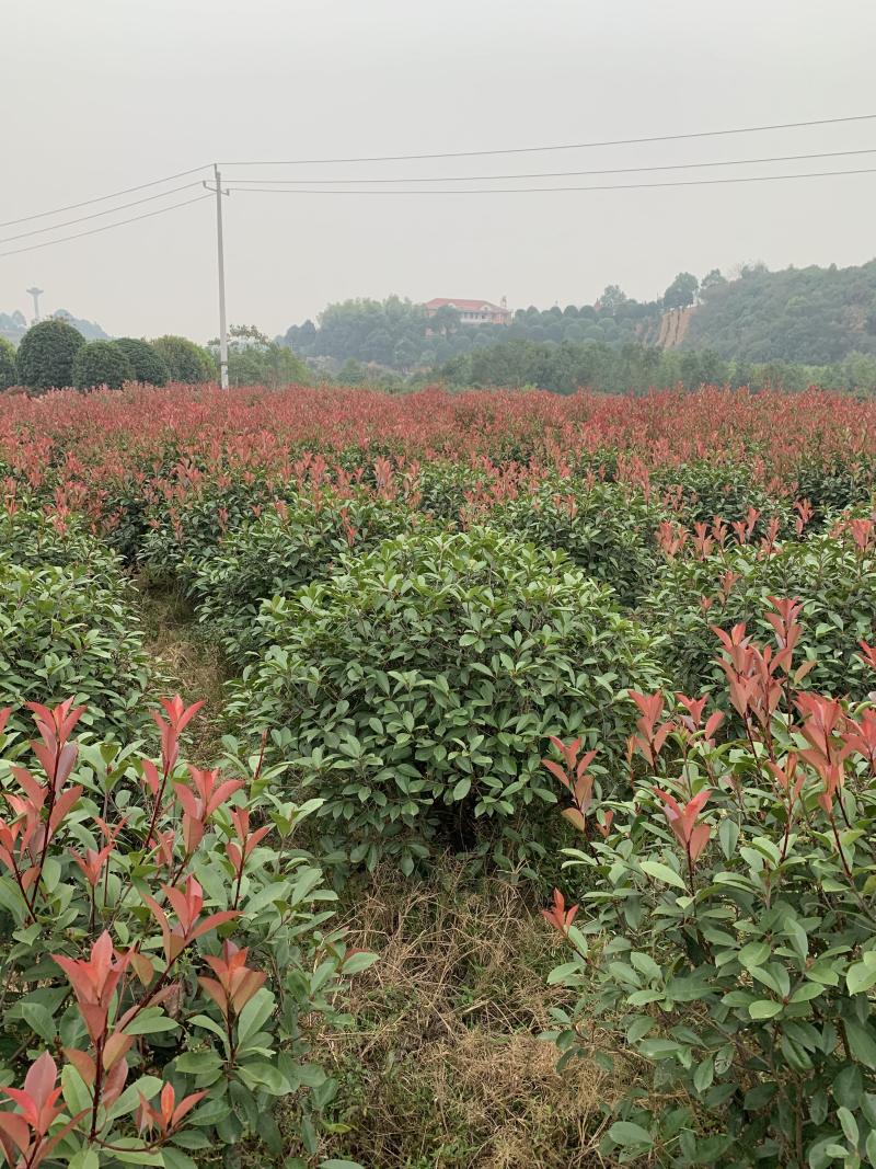 苗圃直供50-150公分红叶石楠球