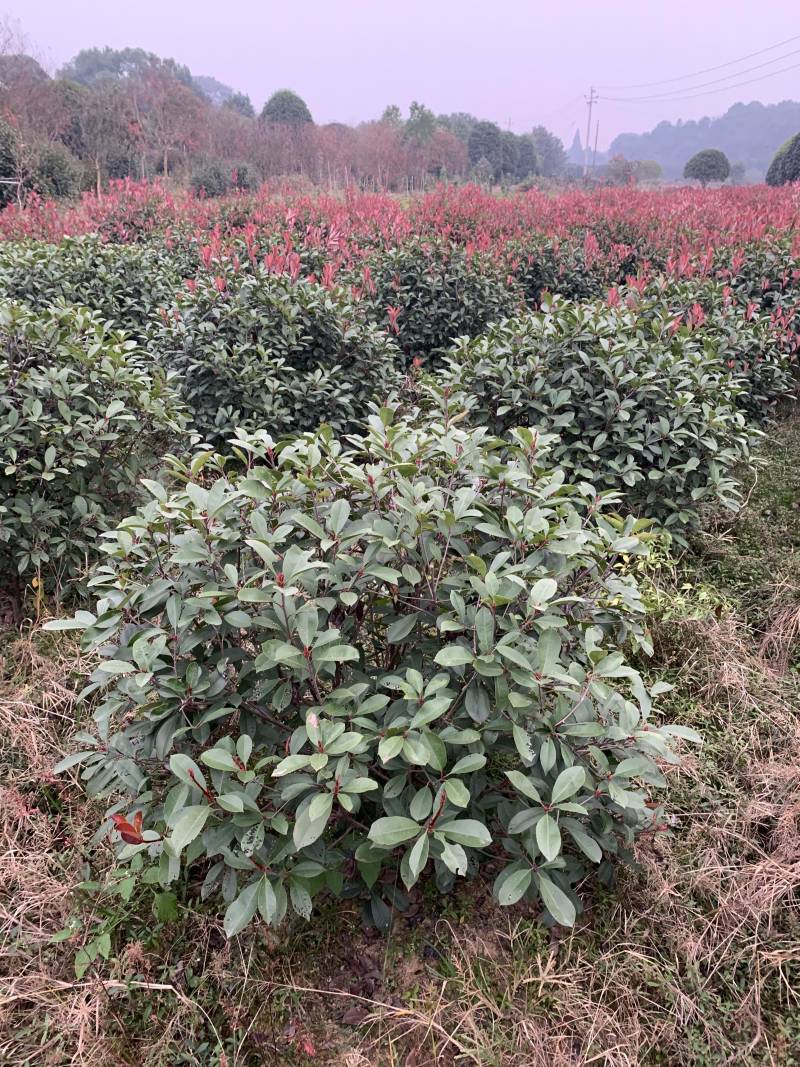 苗圃直供50-150公分红叶石楠球