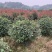 苗圃直供50-150公分红叶石楠球