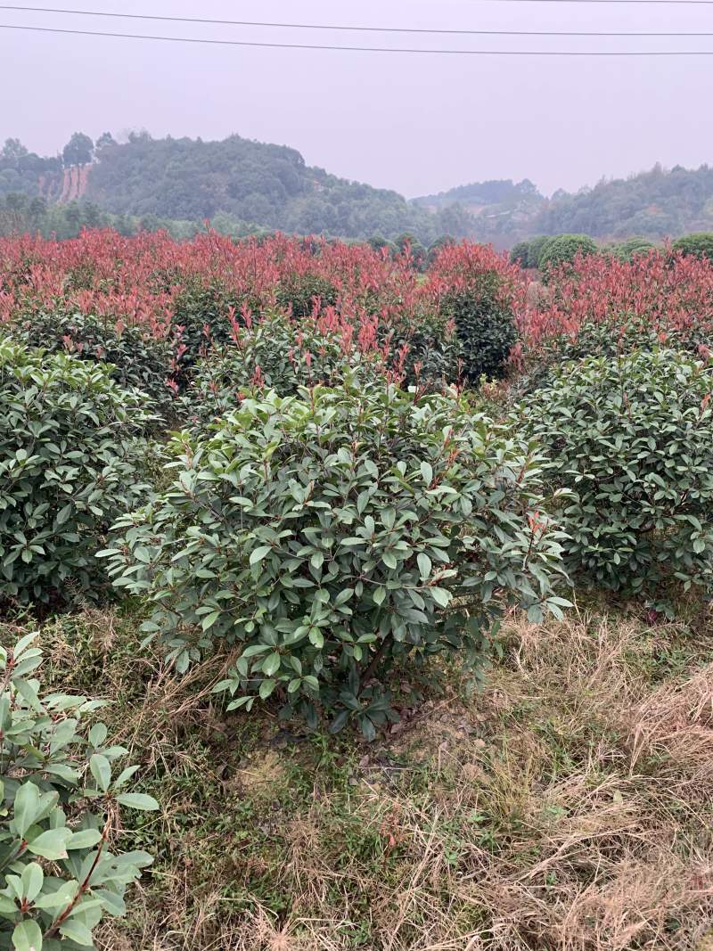 苗圃直供50-150公分红叶石楠球