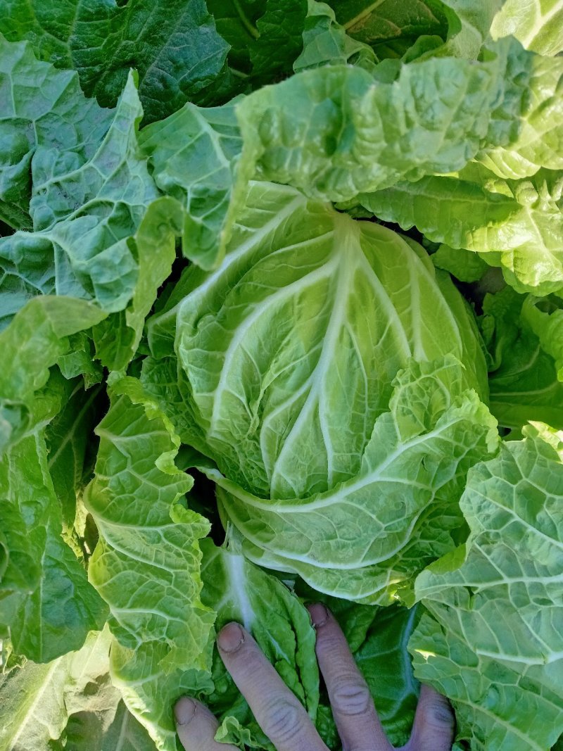 蔬菜白菜