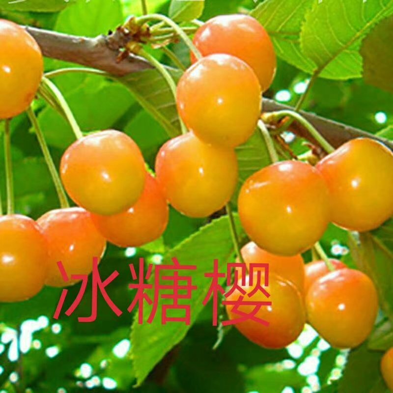 钻石之光，俄8，齐早柯迪亚鲁樱，辉煌1/5，冰糖樱，巨人