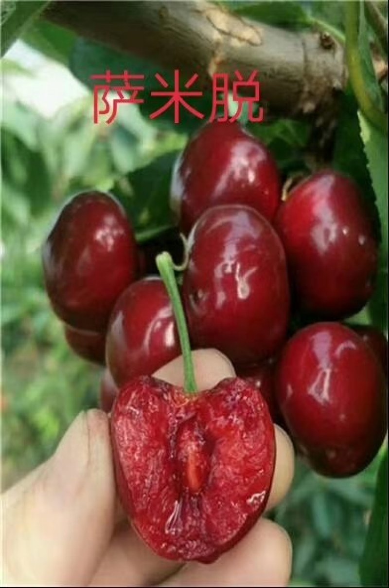 钻石之光，俄8，齐早柯迪亚鲁樱，辉煌1/5，冰糖樱，巨人