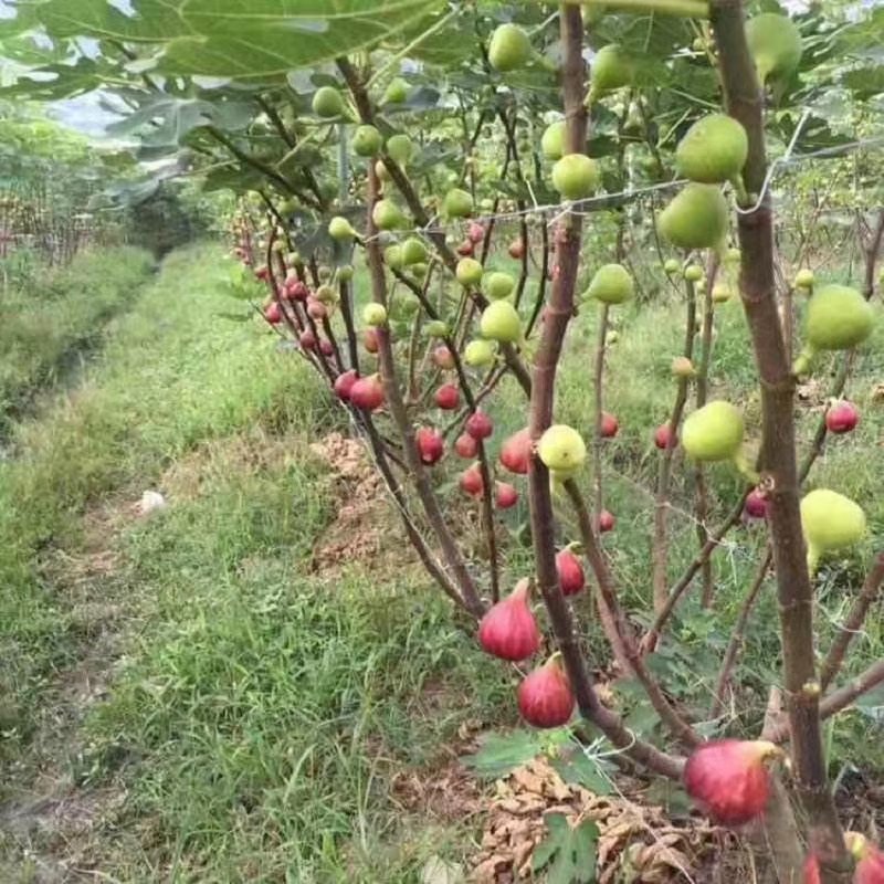 紫果，波姬红，青皮，黄蟠，布兰瑞克，金傲粉，玛斯义陶粉