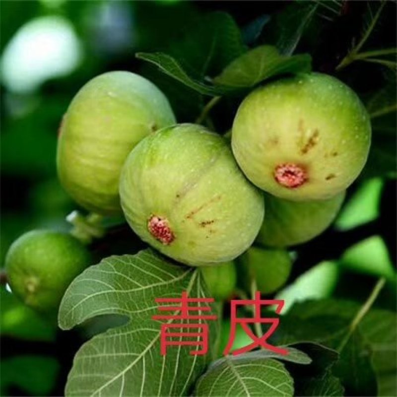 紫果，波姬红，青皮，黄蟠，布兰瑞克，金傲粉，玛斯义陶粉