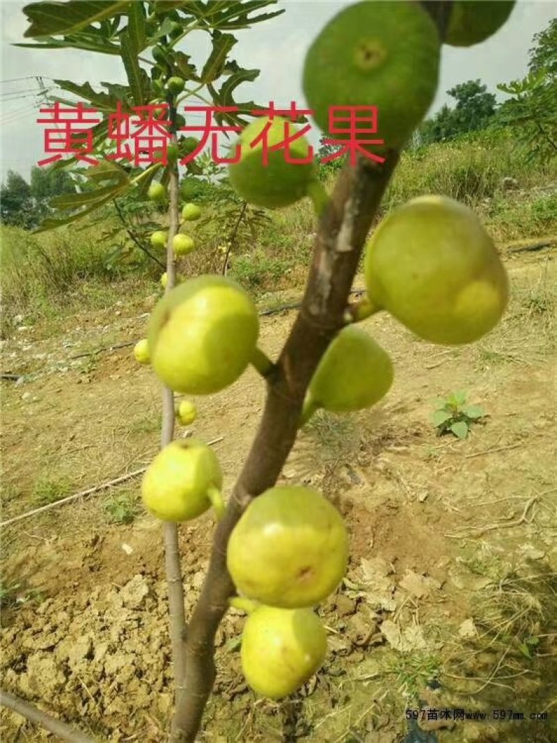 紫果，波姬红，青皮，黄蟠，布兰瑞克，金傲粉，玛斯义陶粉