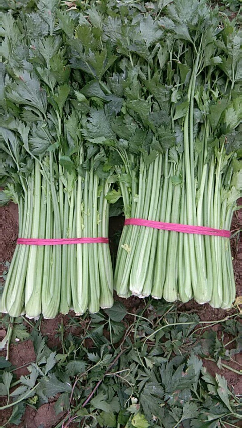 砀山县芹菜，玻璃脆芹菜，产地直发，质量好，诚信代发，