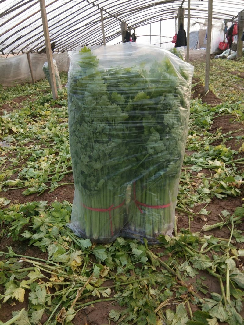 砀山县芹菜，玻璃脆芹菜，产地直发，质量好，诚信代发，