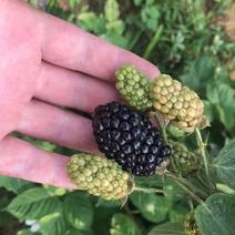 黑莓苗两年苗当年结果苗亩产量高果个大