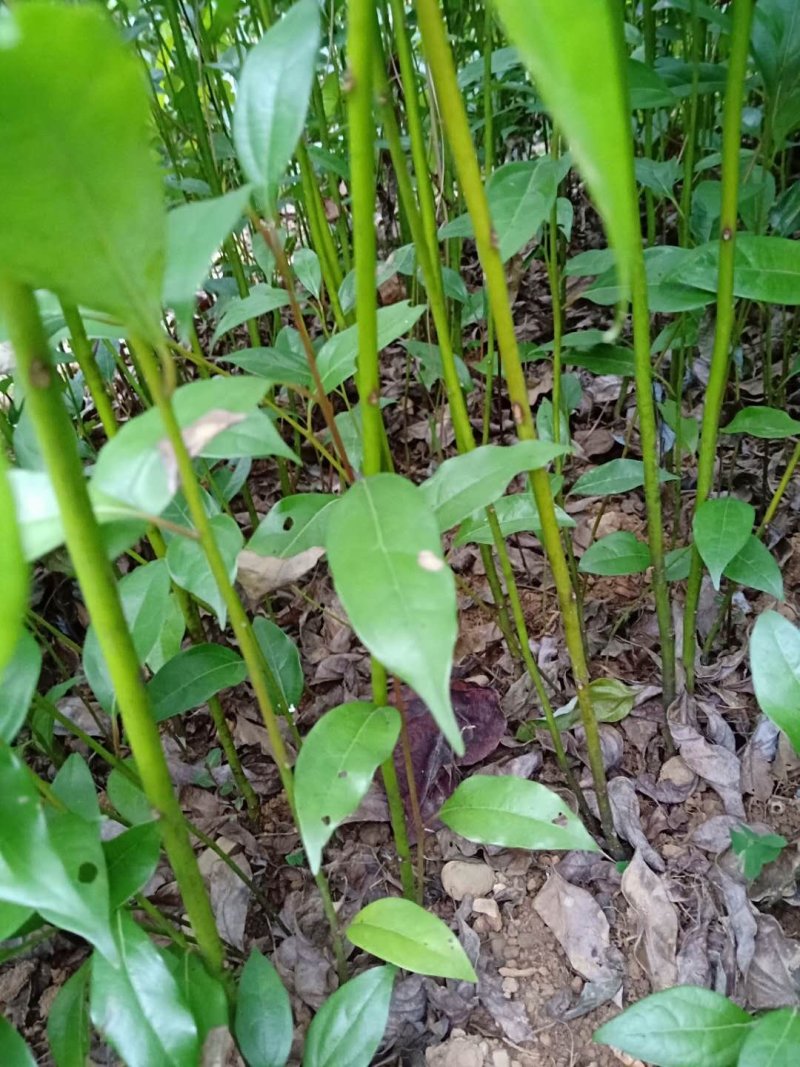 金丝楠木苗楠木苗桢楠苗雅楠苗黄花梨苗
