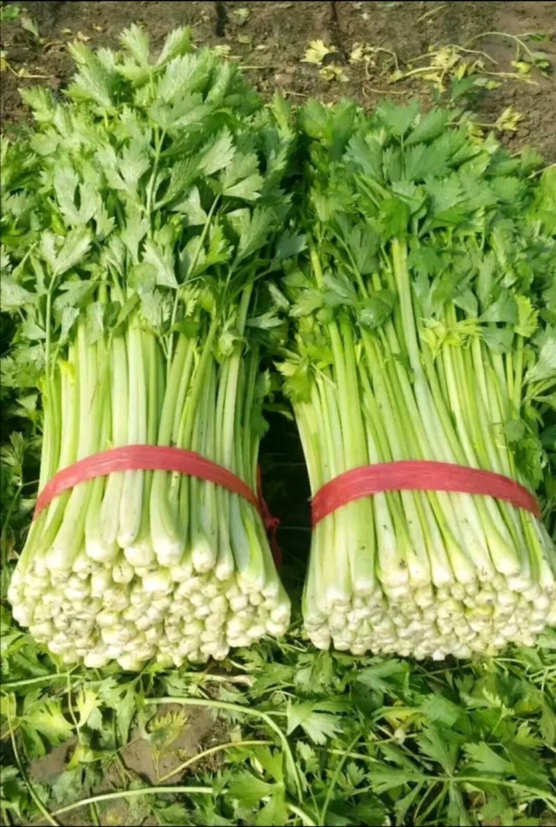 优质芹菜