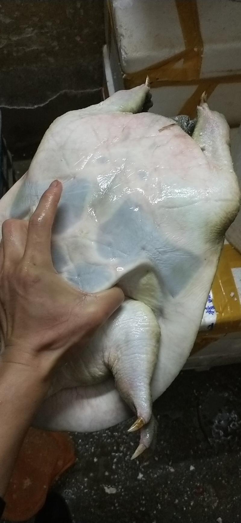 外塘放养冷水生态老甲鱼2-5斤鳖团鱼王八