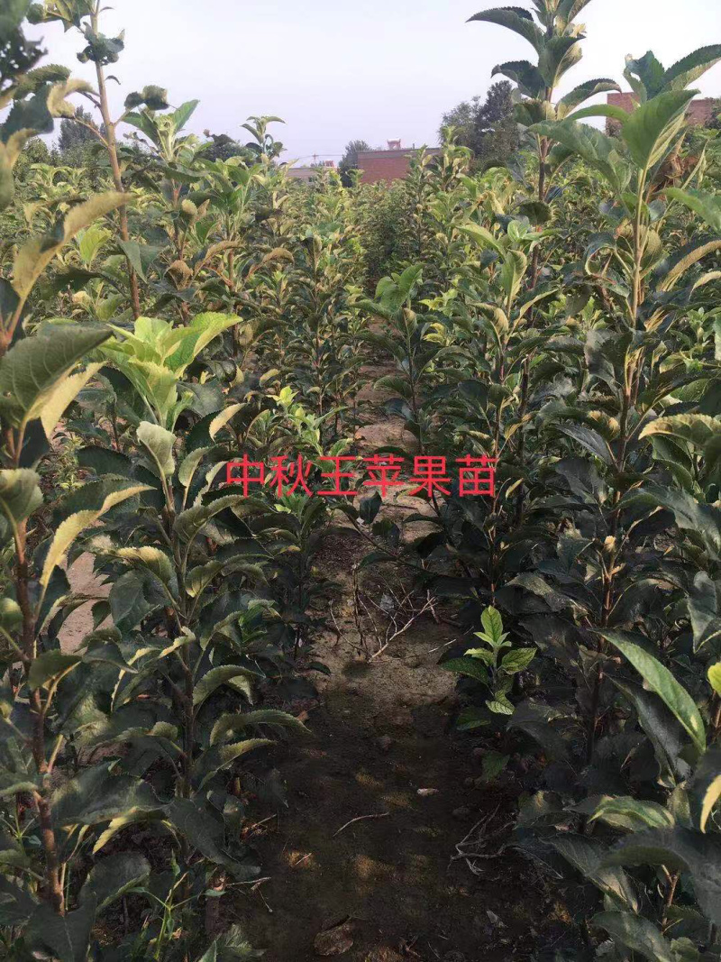 中秋王苹果苗2年生大量销售中，10万株大量供应