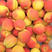 沙金红杏树苗、口感香甜、甘碗离核、特别高产
