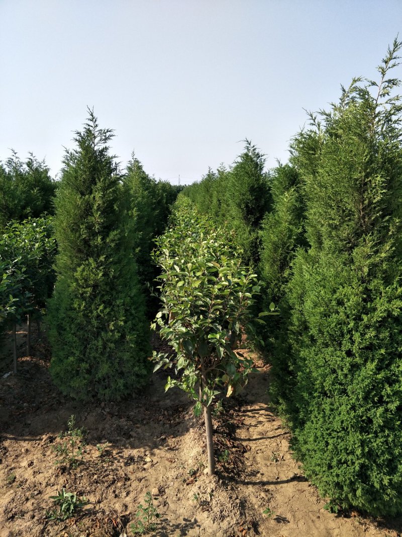 爬地柏铺地柏沙地柏40-50高绿篱用地被
