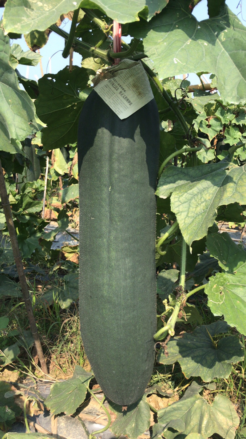 黑皮冬瓜