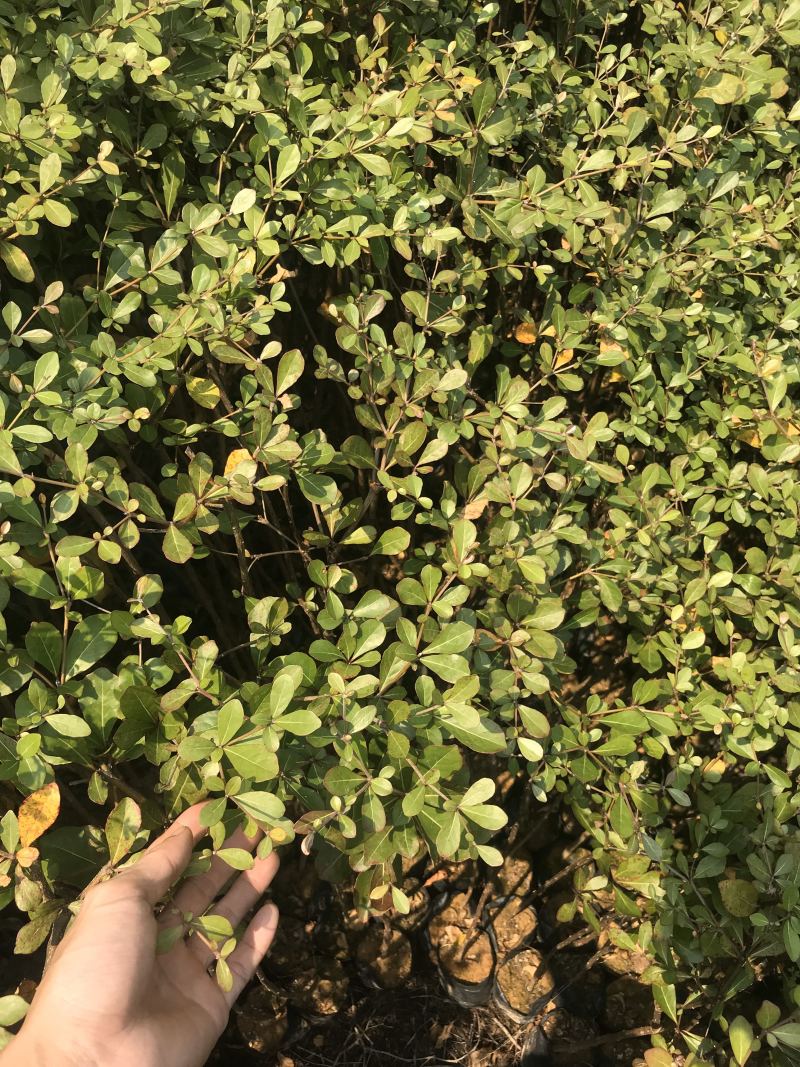 小叶榄仁树苗花叶榄仁小苗杯苗袋苗