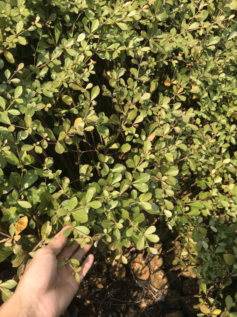 小叶榄仁树苗花叶榄仁小苗杯苗袋苗