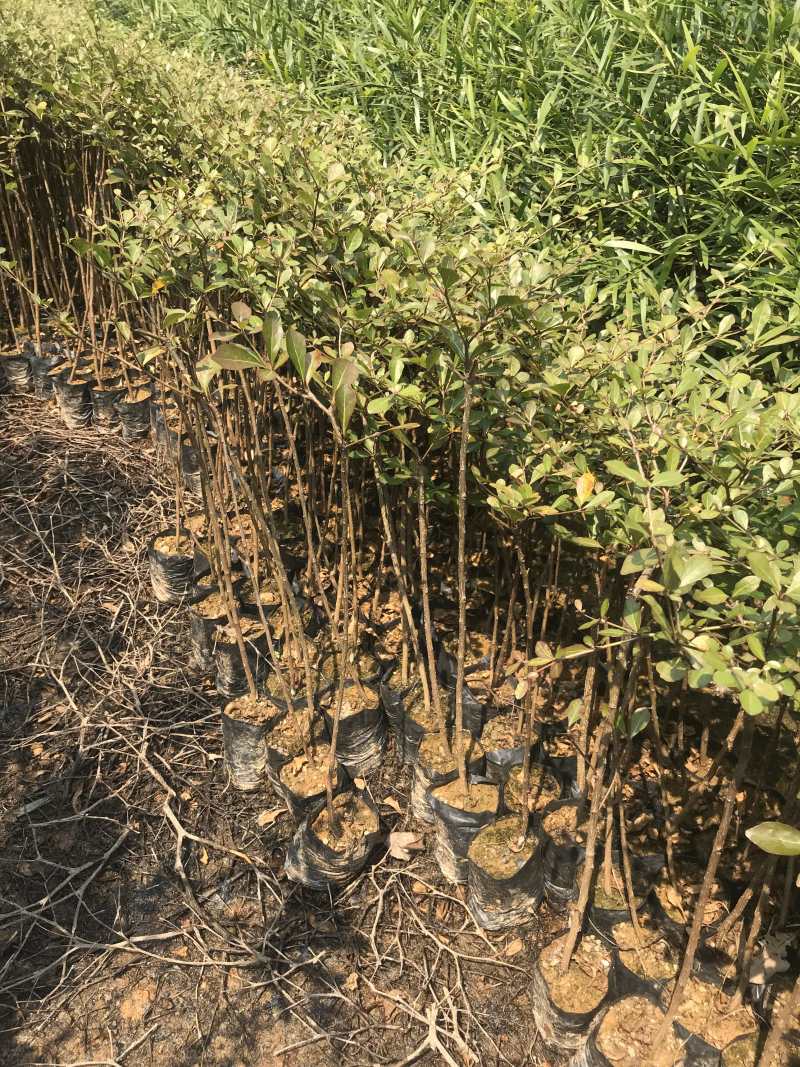 小叶榄仁树苗花叶榄仁小苗杯苗袋苗