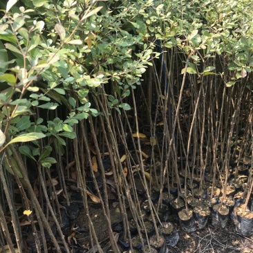 小叶榄仁树苗花叶榄仁小苗杯苗袋苗