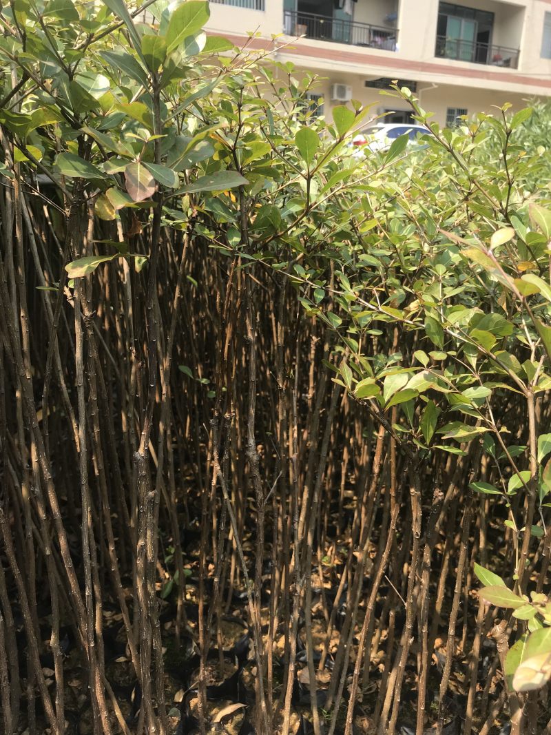 小叶榄仁树苗花叶榄仁小苗杯苗袋苗