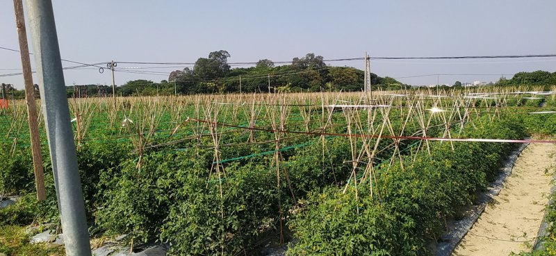 现在大量圣女果上市，靓货