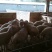 湖羊大母羊包运，包活，包技术，具有四季发情，一年两胎