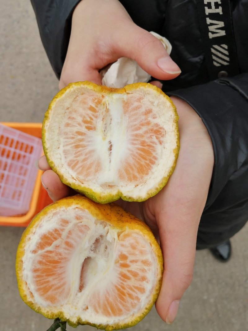 椪柑芦柑大量上市口感非常好鲜果