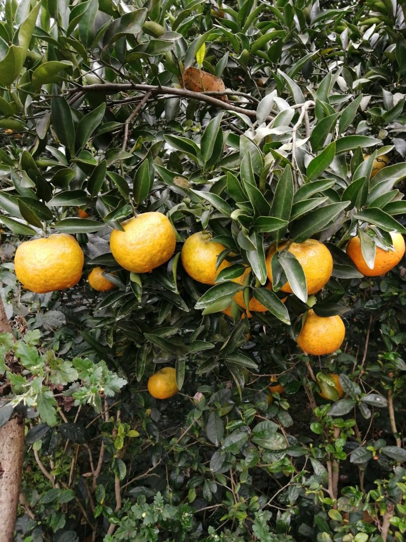 椪柑芦柑大量上市口感非常好鲜果