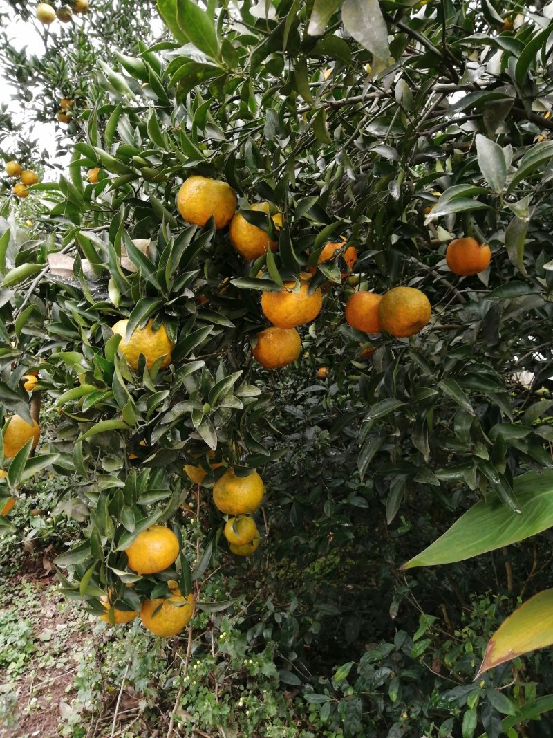 椪柑芦柑大量上市口感非常好鲜果