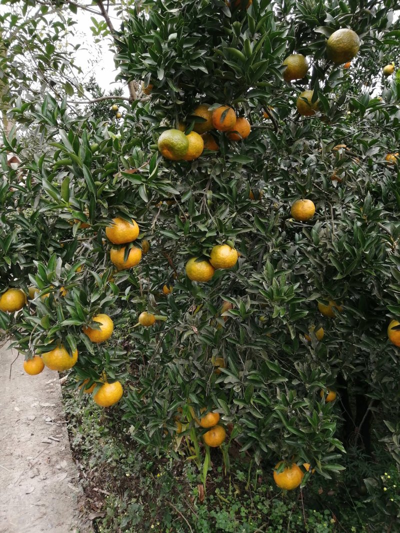 椪柑芦柑大量上市口感非常好鲜果