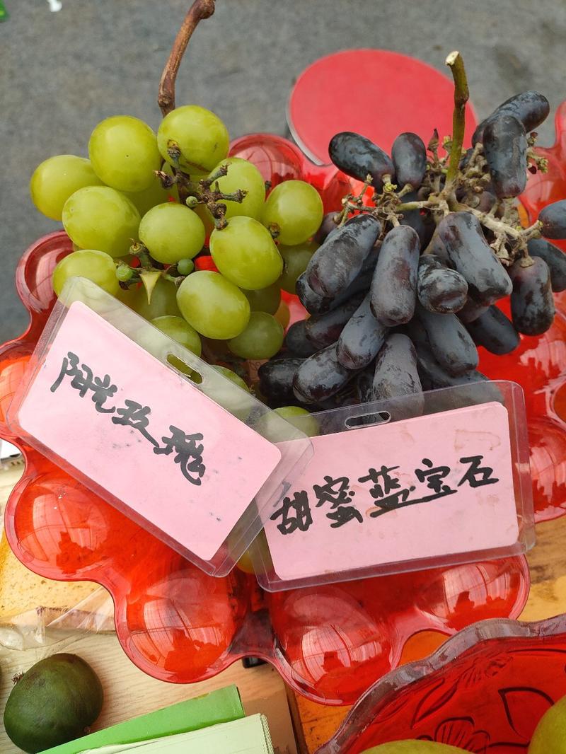 红富士葡萄苗甜蜜蓝宝石葡萄苗阳光玫瑰袋苗成活率高