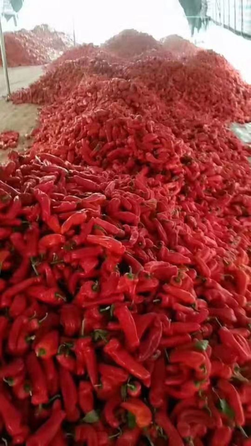 安徽芜湖精选红泡辣，加工厂用，酱方厂，都可以，万亩基地