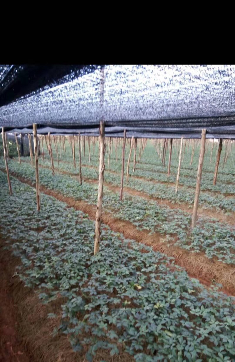 重楼种子(品种好产量高)全国包邮，量大优惠