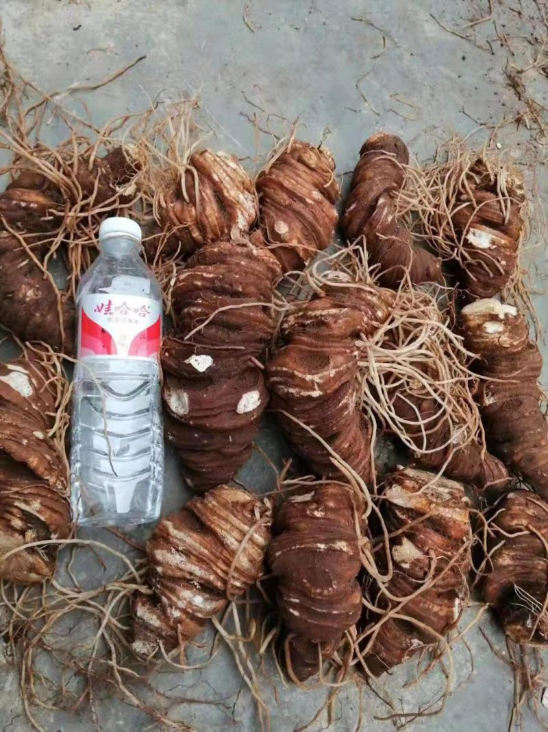重楼种子(品种好产量高)全国包邮，量大优惠