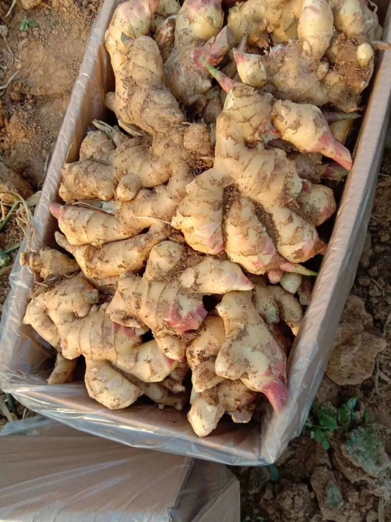 姜母批发价格山东姜母基地潍坊姜母批发价格