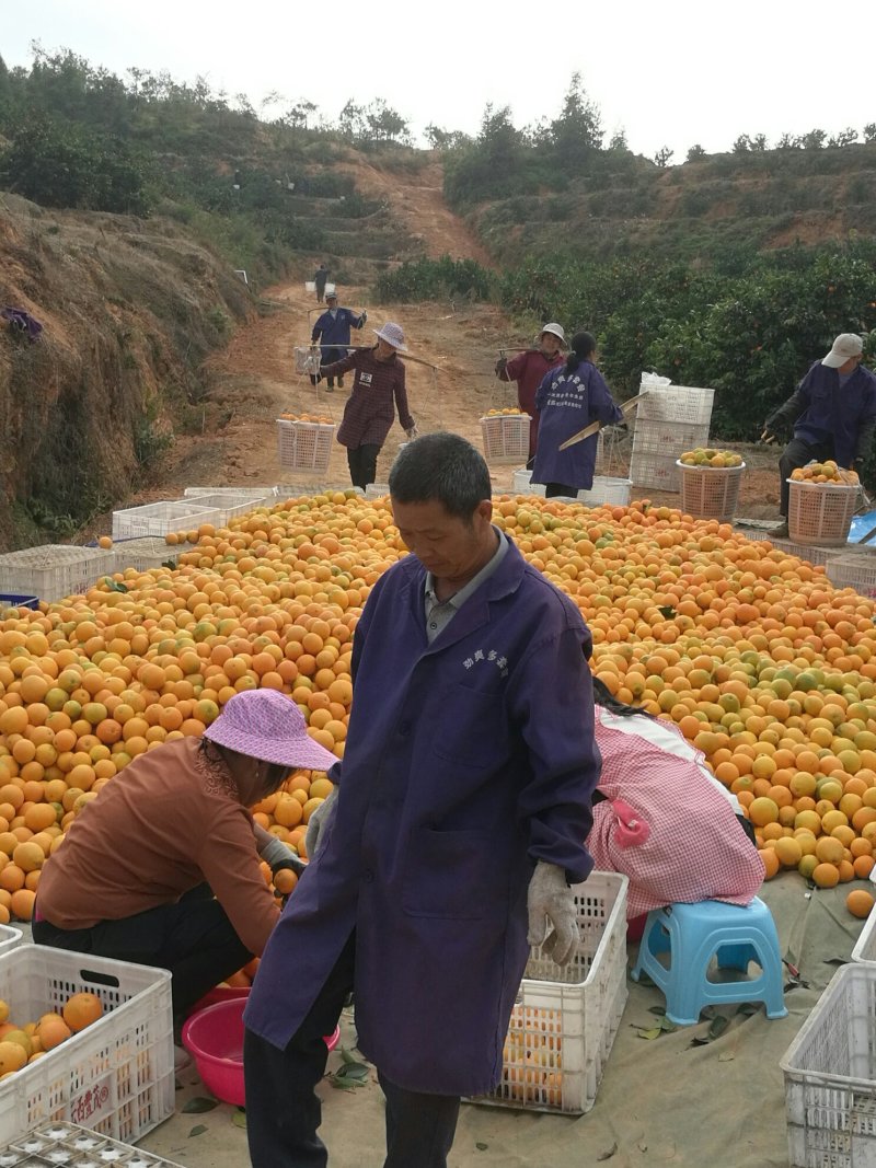 平板致电2025年平台团购《赣南脐橙》不含运费，只包上车