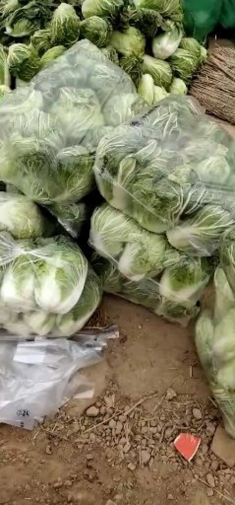 大白菜4~6斤净菜，产地直供，货源充足，散装，袋装，