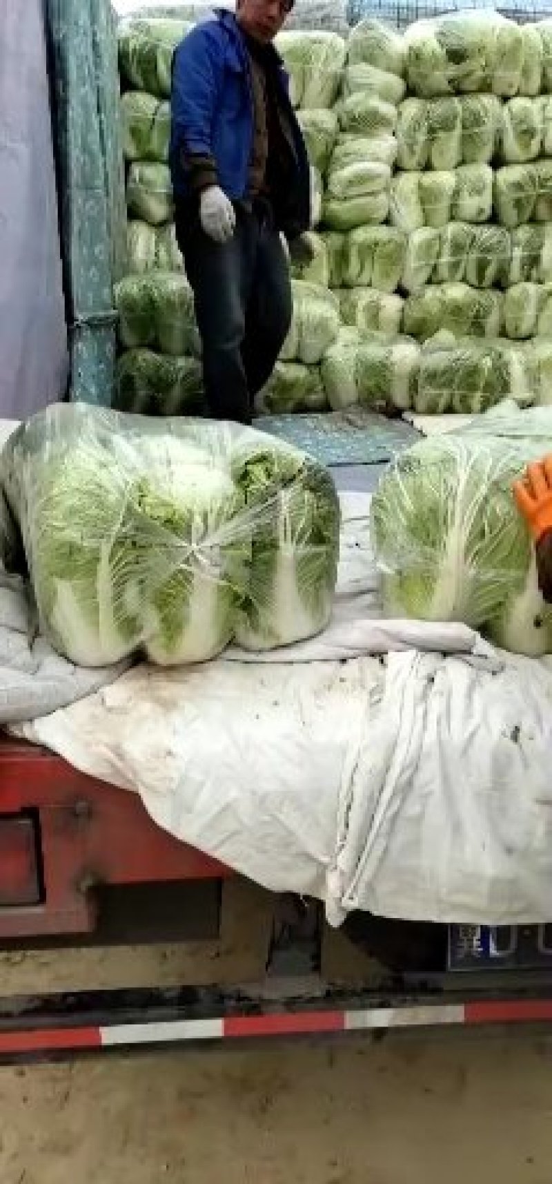大白菜4~6斤净菜，产地直供，货源充足，散装，袋装，