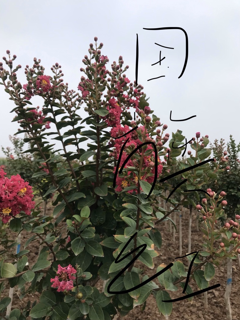 山西帶杯子的大花月季來人來電聯繫電話，可以一亩田交易