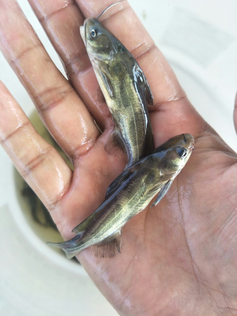 黄骨鱼苗，黄颡鱼苗，黄辣丁苗，水黄蜂鱼苗，杂交黄骨鱼苗