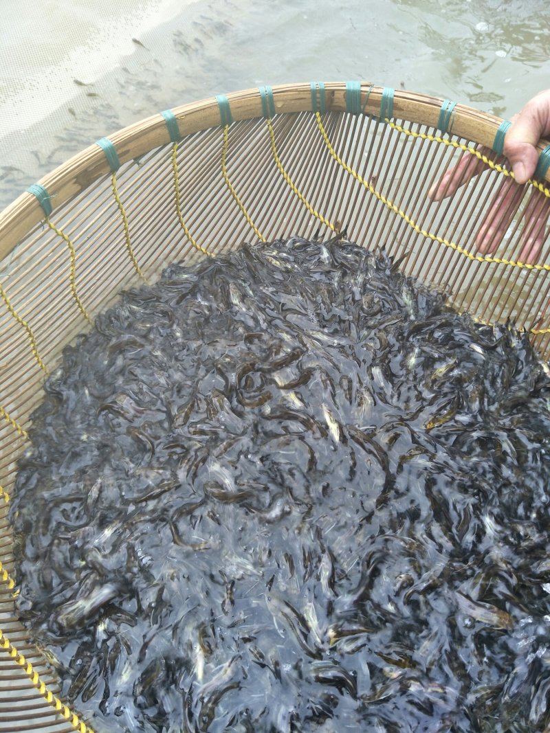 黄骨鱼苗，黄颡鱼苗，黄辣丁苗，水黄蜂鱼苗，杂交黄骨鱼苗